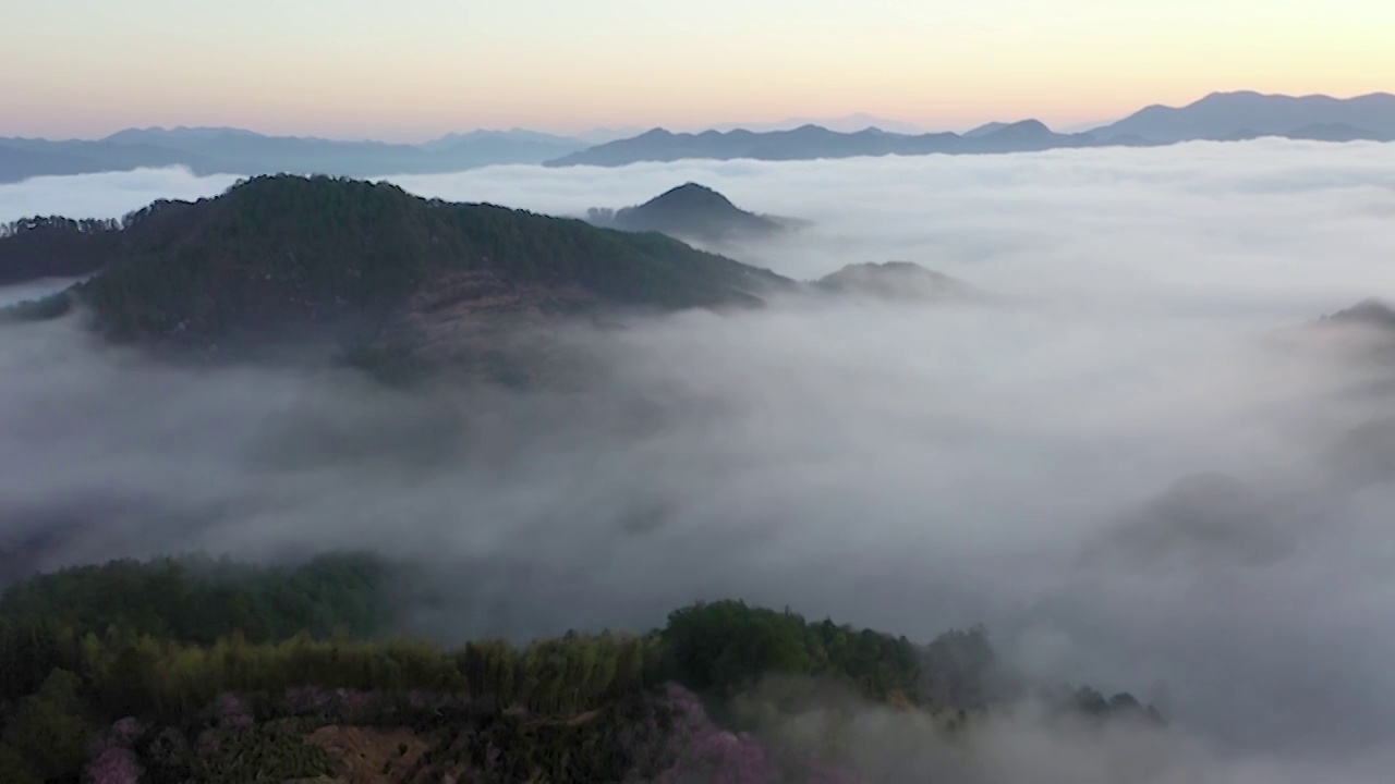 歙县卖花渔村云端梅花仙境4K航拍视频素材