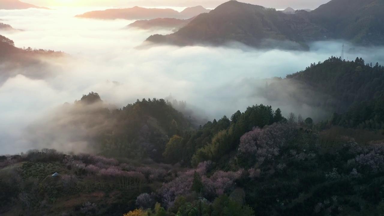 歙县卖花渔村云端梅花仙境4K航拍视频素材