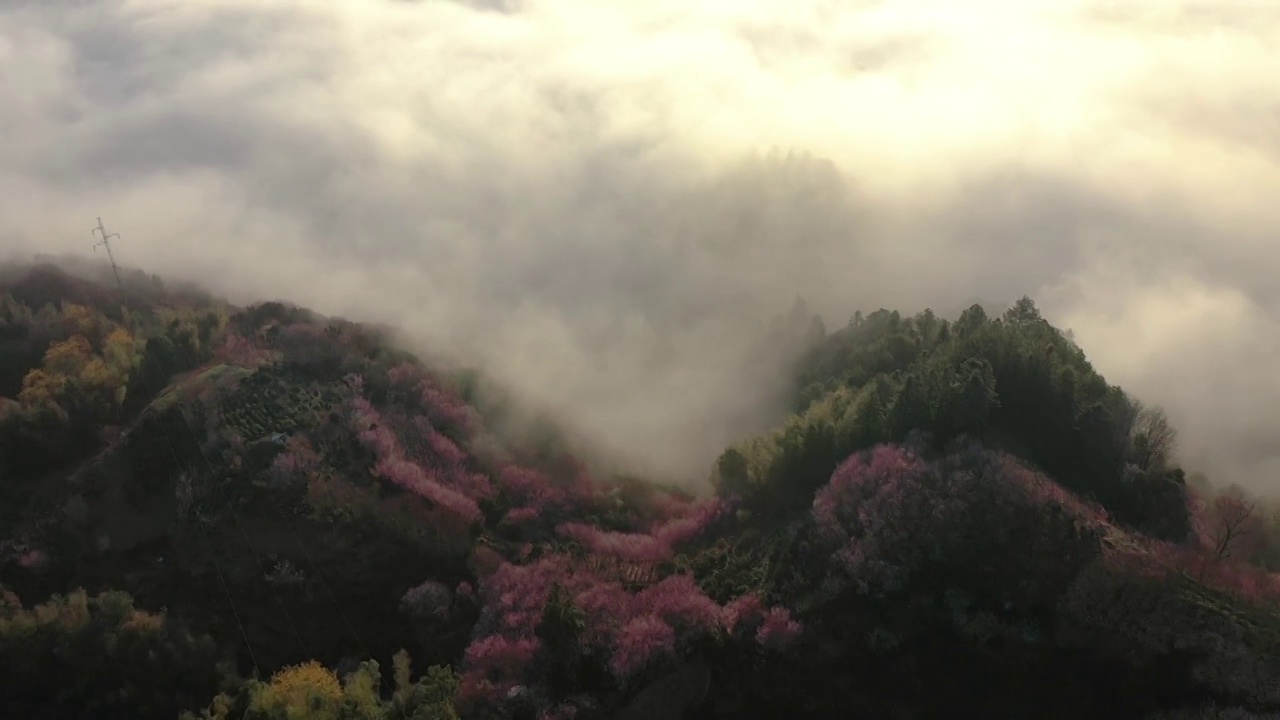 歙县卖花渔村春季梅花盛开4K航拍视频素材