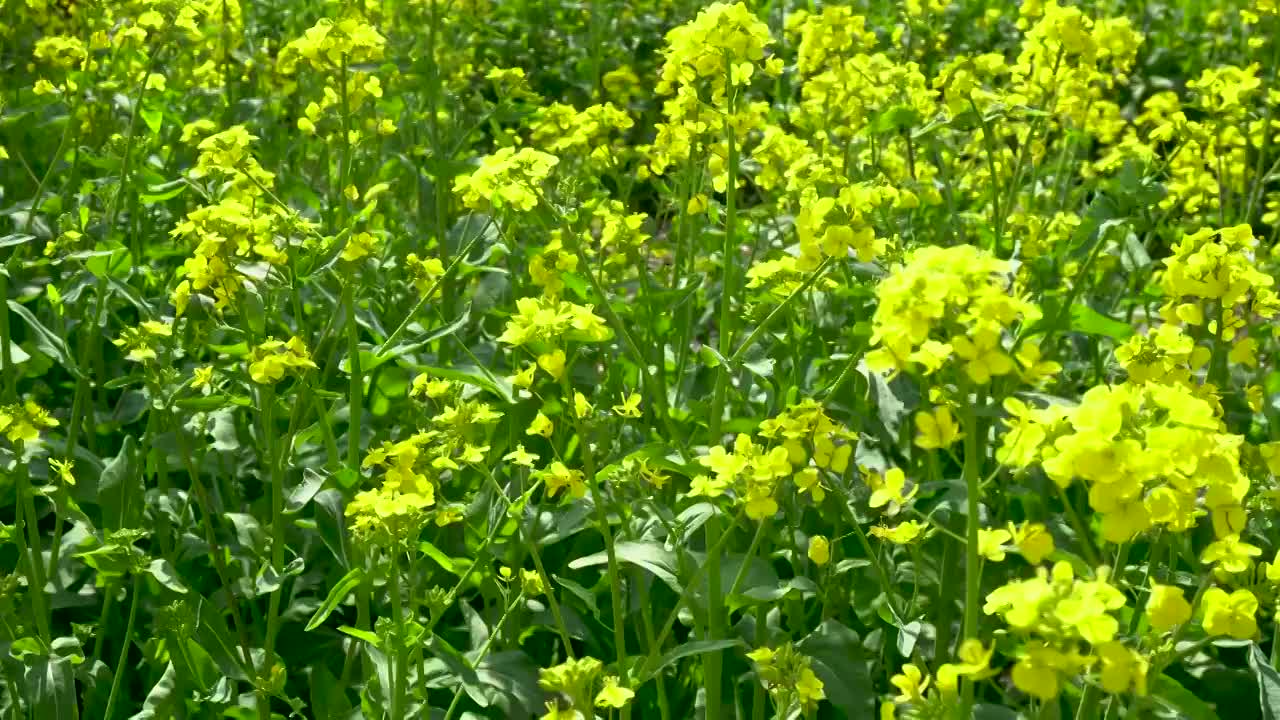 春天梨树上盛开的梨花和田野中的油菜花，美丽的田园风光。视频素材