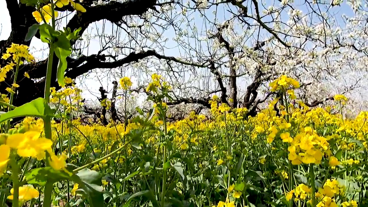 春天梨园中盛开的梨花和油菜花视频素材