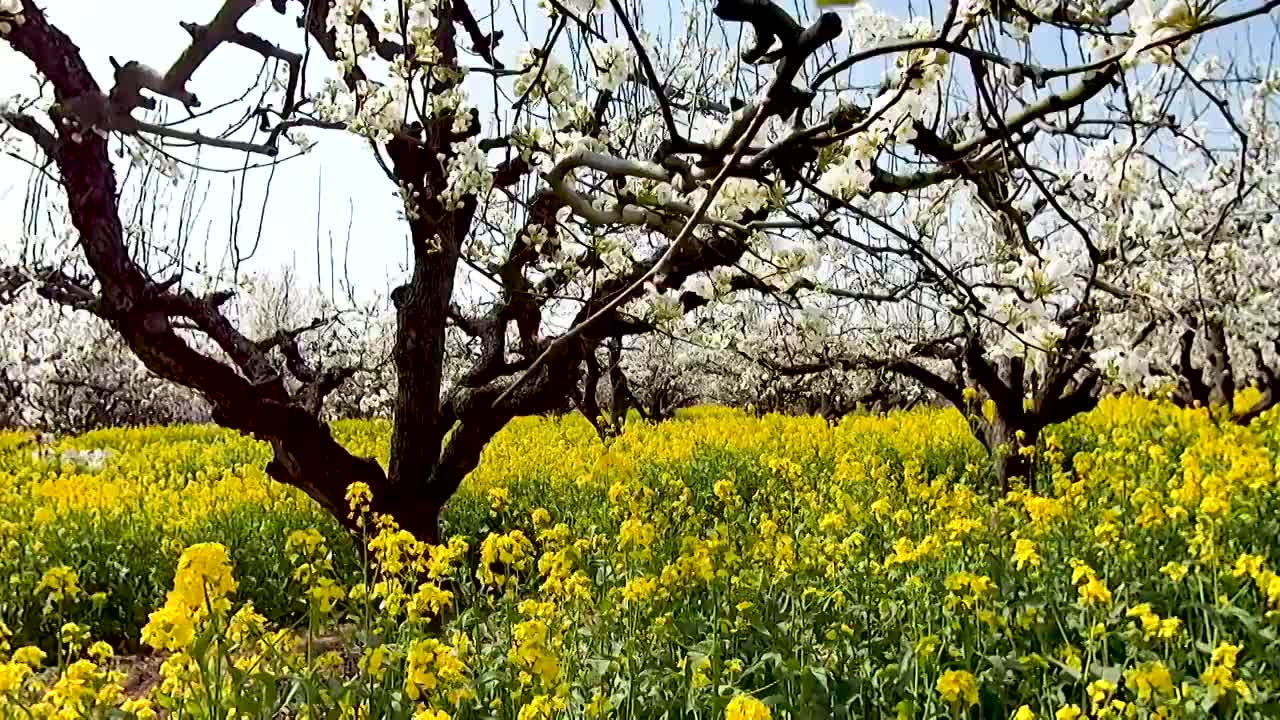 春天梨园中盛开的梨花和油菜花视频素材