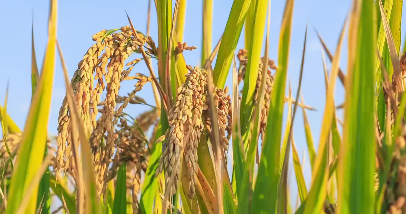 秋天农田里成熟的水稻视频素材