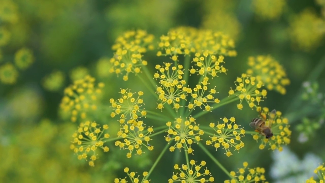 春天春季鲜花盛开蜜蜂采蜜花丛中视频素材