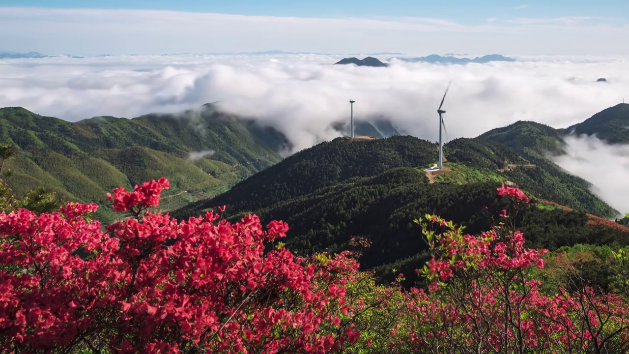 延时拍摄的云和梯田国家湿地公园白鹤尖景区春天的杜鹃花云海风车视频素材