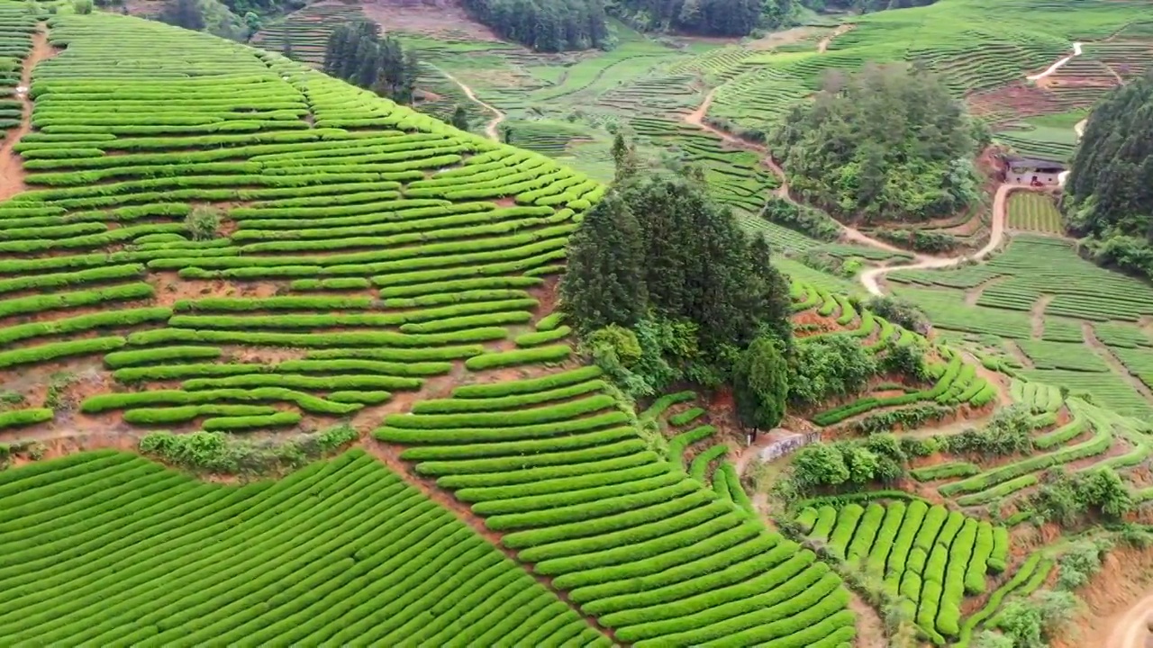 4K航拍武夷山茶山视频素材