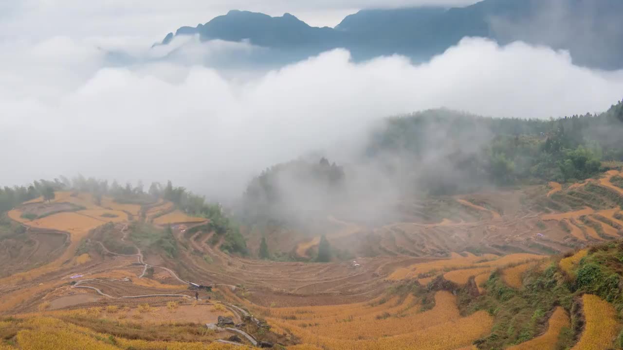 秋天黄灿灿的稻田云和梯田云海翻腾视频素材