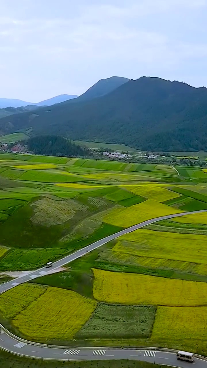 青海门源油菜花视频素材