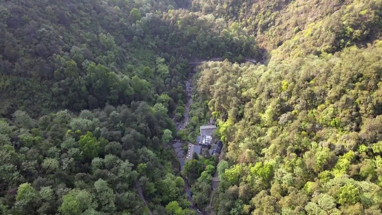 桐庐大奇山树林视频素材