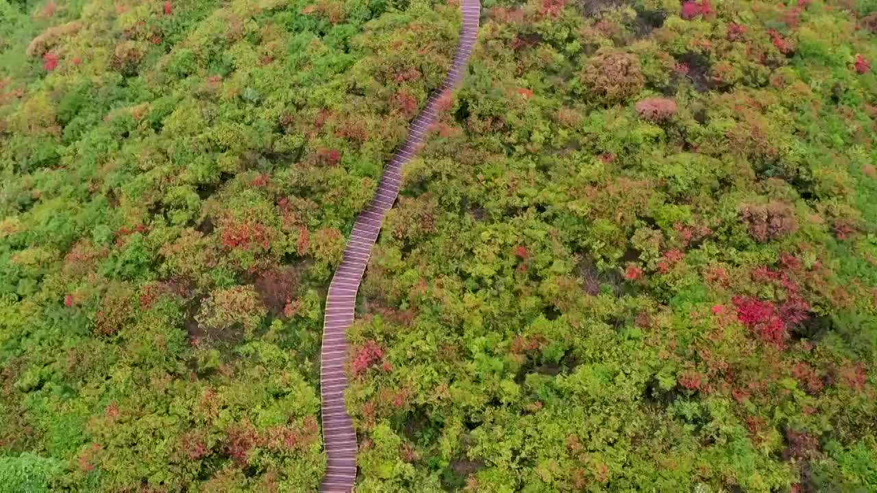 航拍大围山杜鹃花海视频素材