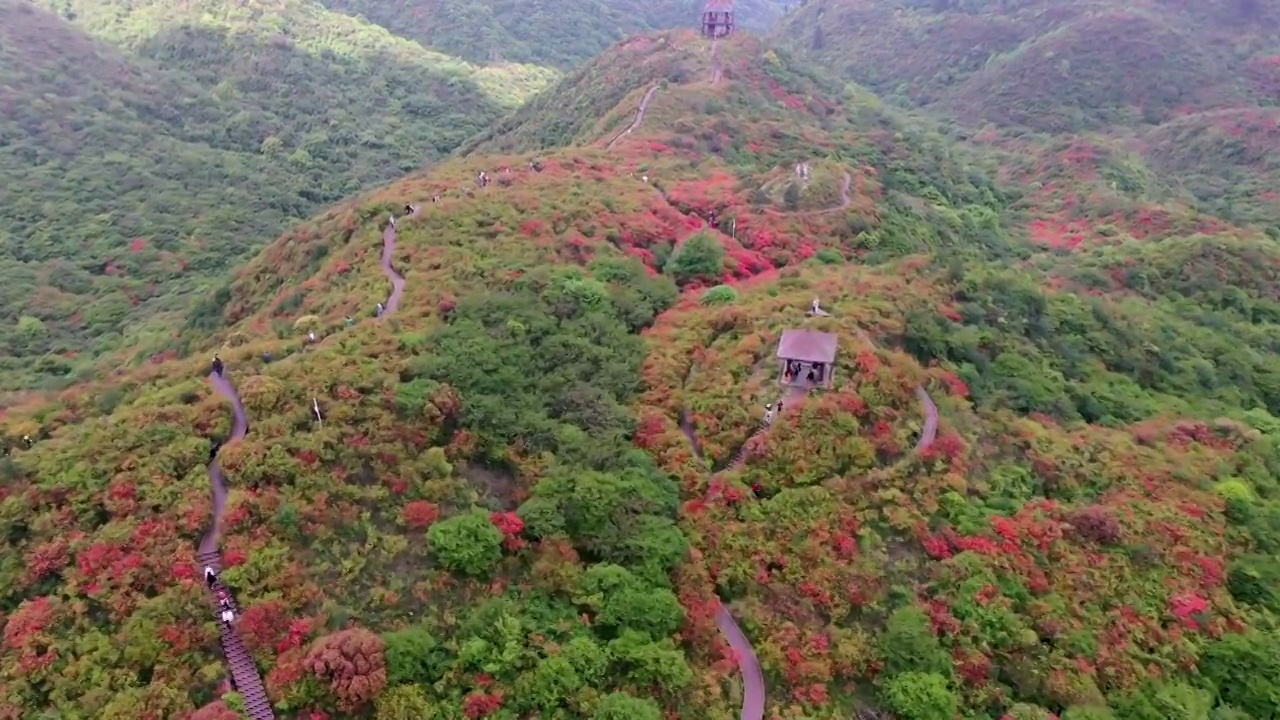 大围山杜鹃花海盛况视频素材