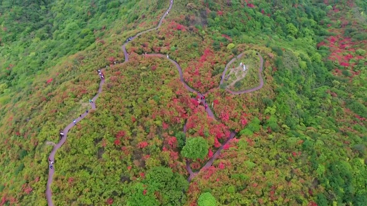 鸟瞰大围山杜鹃花海视频素材