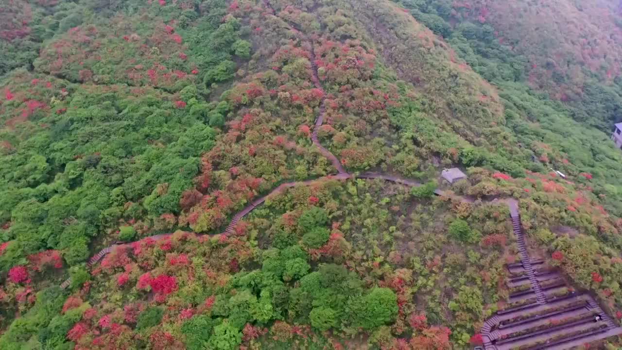 大围山七星岭杜鹃花视频素材