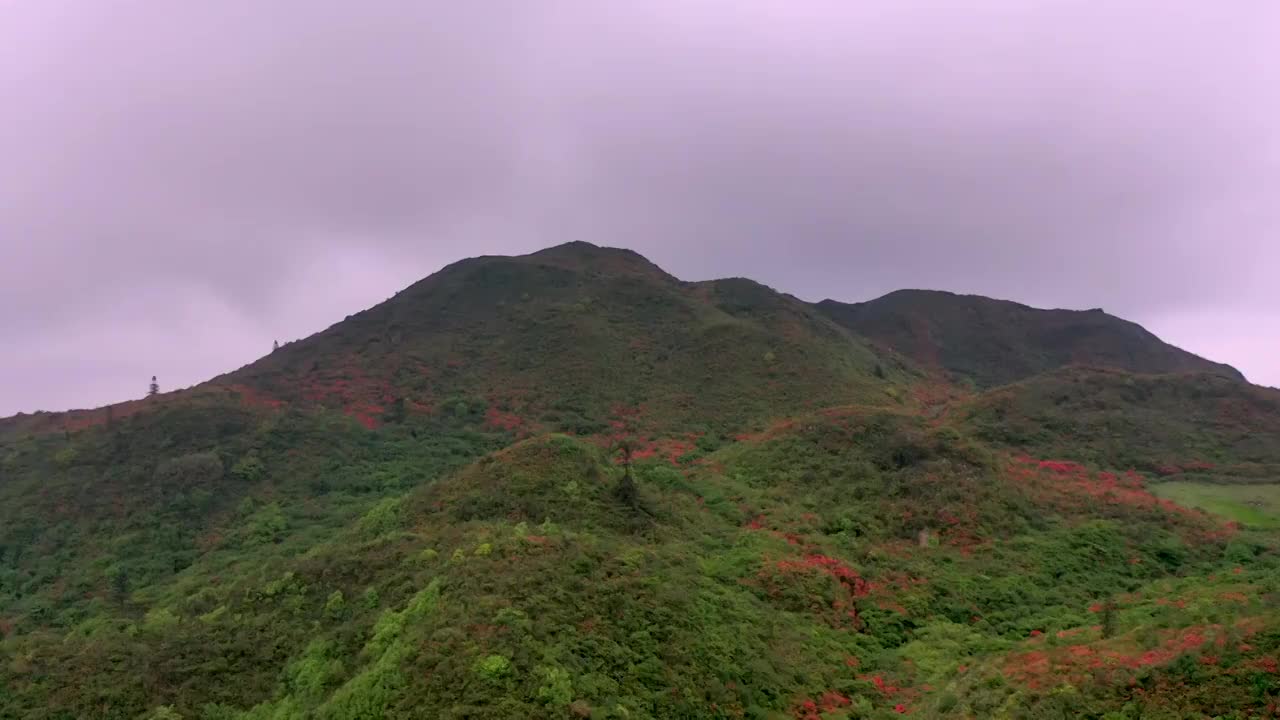 云雾杜鹃花海视频素材