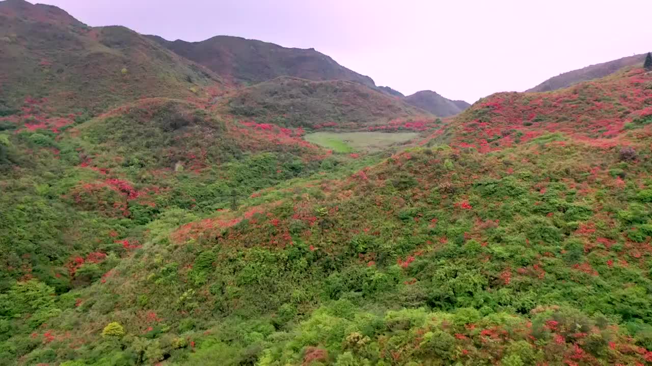 五月围山杜鹃红视频素材