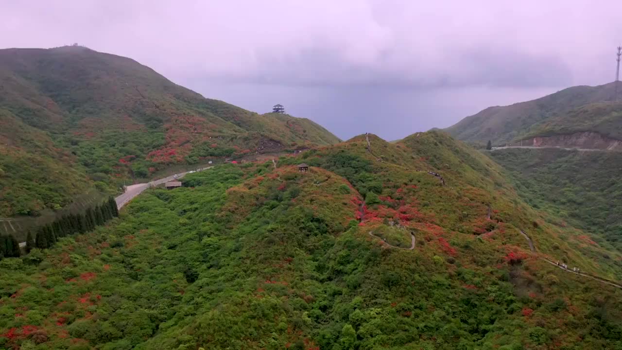 岭上开遍映山红视频素材