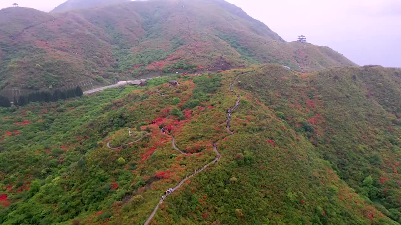 七星岭上开遍映山红视频素材