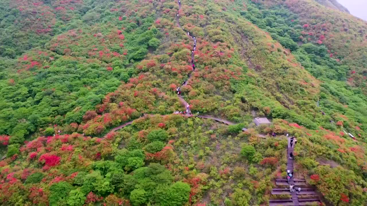 大围山七星岭花海视频素材