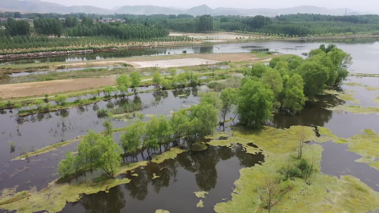 山东枣庄莲青湖湿地夏日美景视频素材