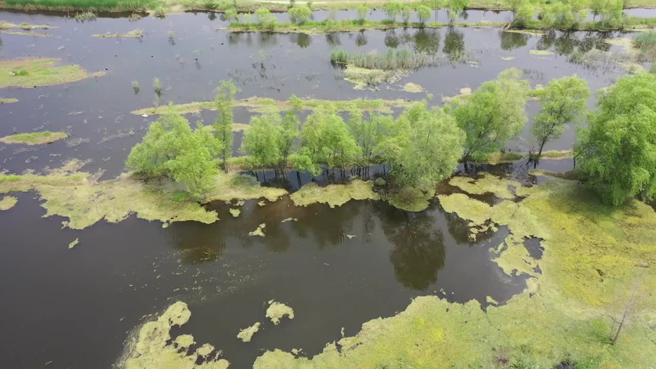 山东枣庄莲青湖湿地夏日美景视频素材