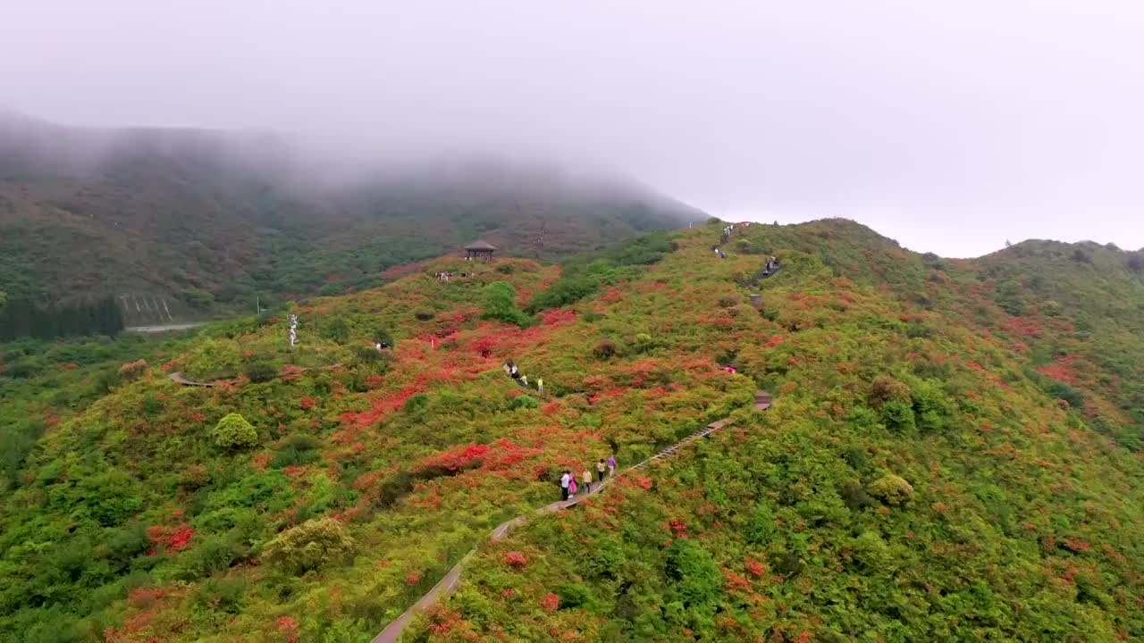 七星岭杜鹃花海视频素材