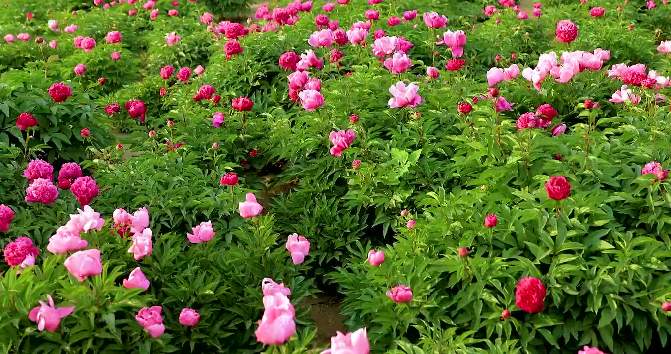 4K拍摄大片的芍药花视频素材