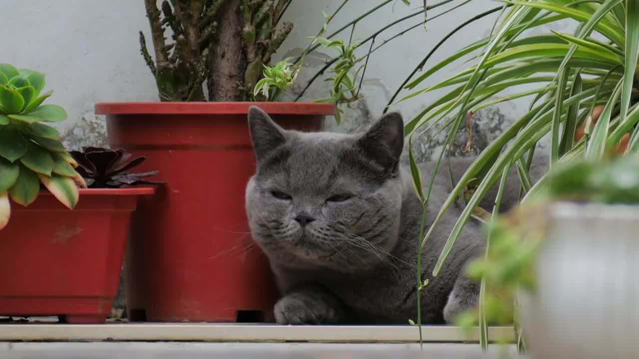 午后休息的小猫视频素材