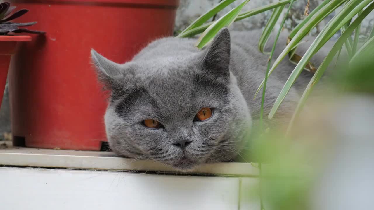 午后休息的小猫视频素材