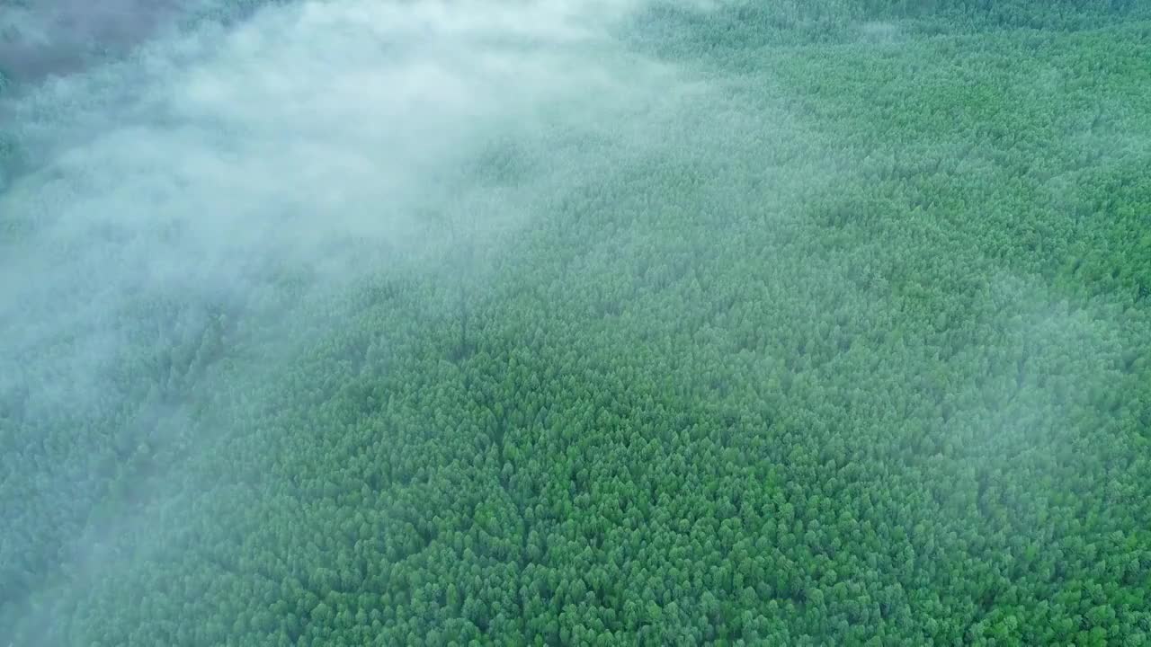 航拍大兴安岭原始森林林海云雾视频素材