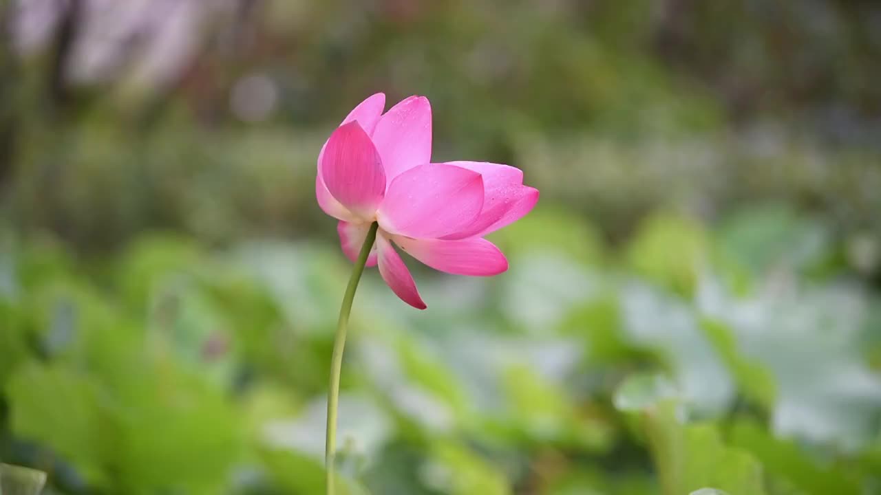 蜜蜂与荷花视频素材