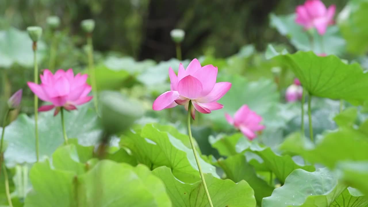 蜜蜂与荷花视频素材