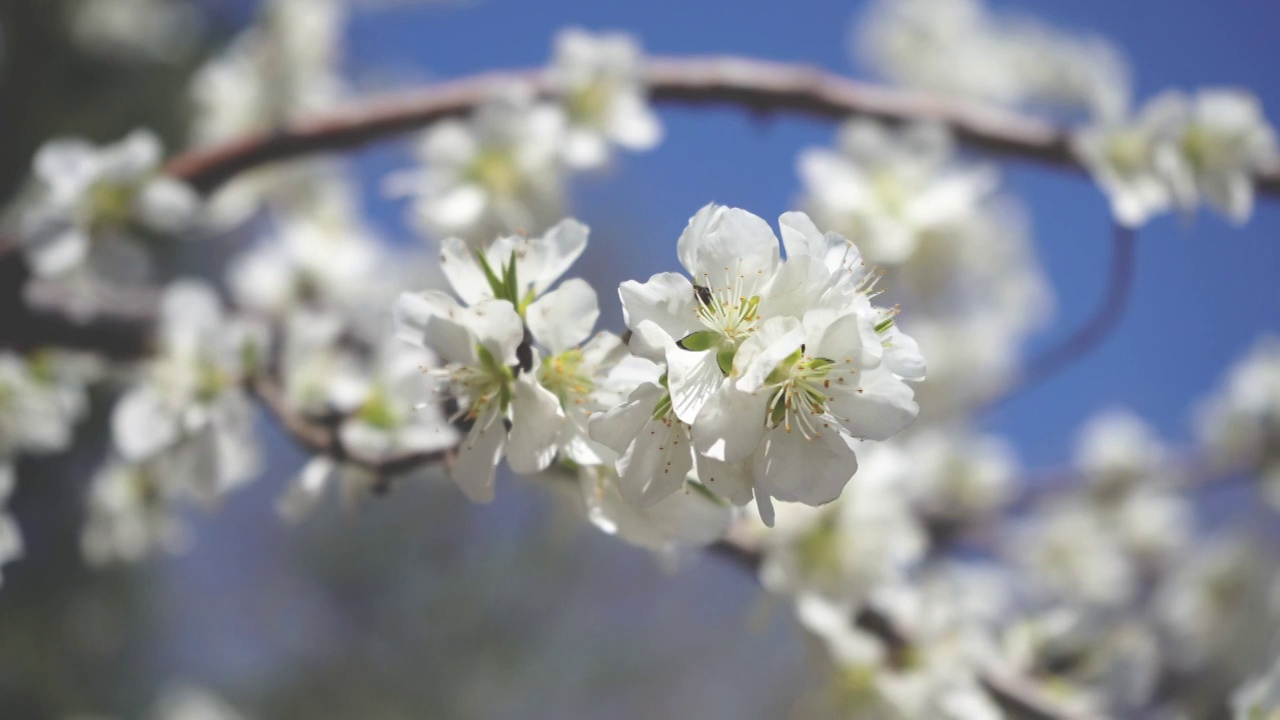 公园里春日的桃花视频素材