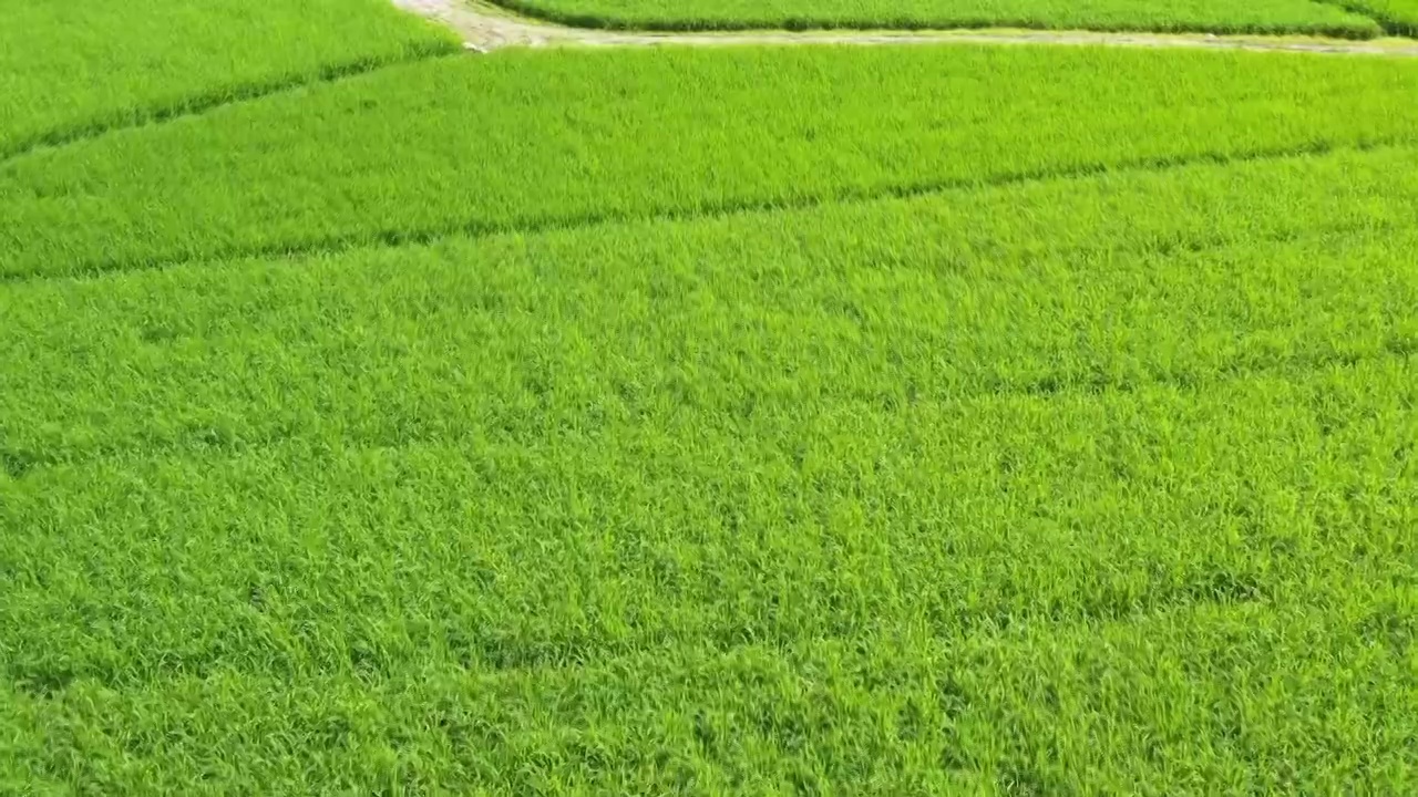 夏天阳光下稻田里绿油油的禾苗视频素材