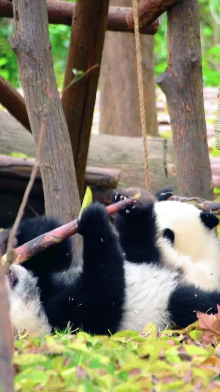 中国四川省的大熊猫视频素材