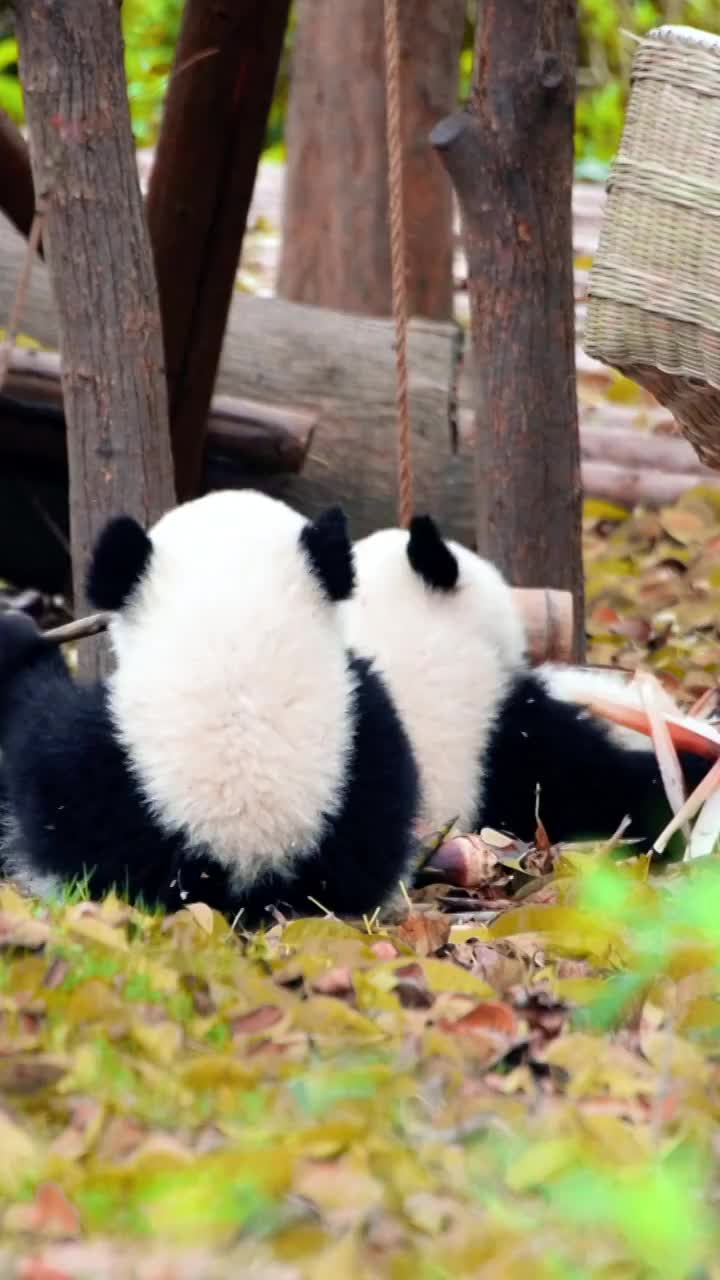 中国四川省的大熊猫视频素材