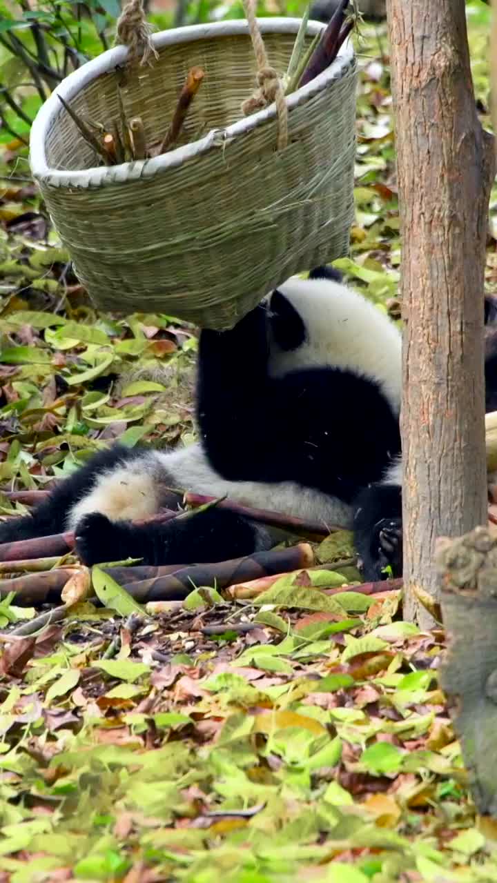 中国四川省的大熊猫视频素材