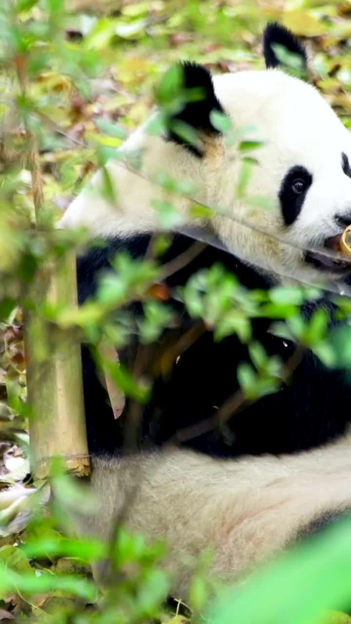 中国四川省的大熊猫视频素材