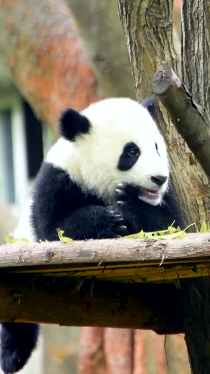 中国四川省的大熊猫视频素材