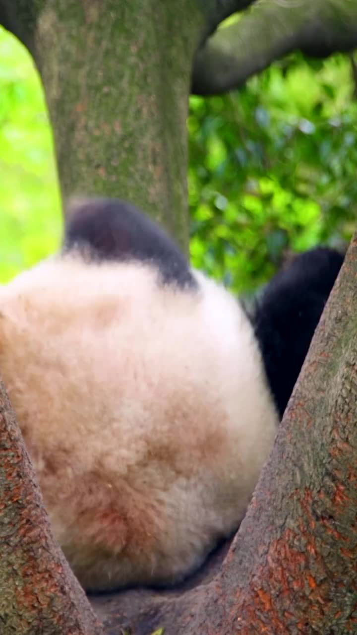 中国四川省的大熊猫视频素材