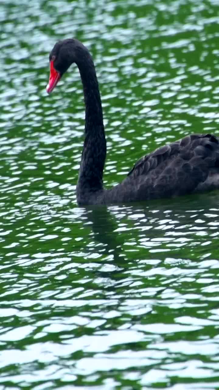 黑天鹅在绿色的湖水面游泳和觅食视频素材