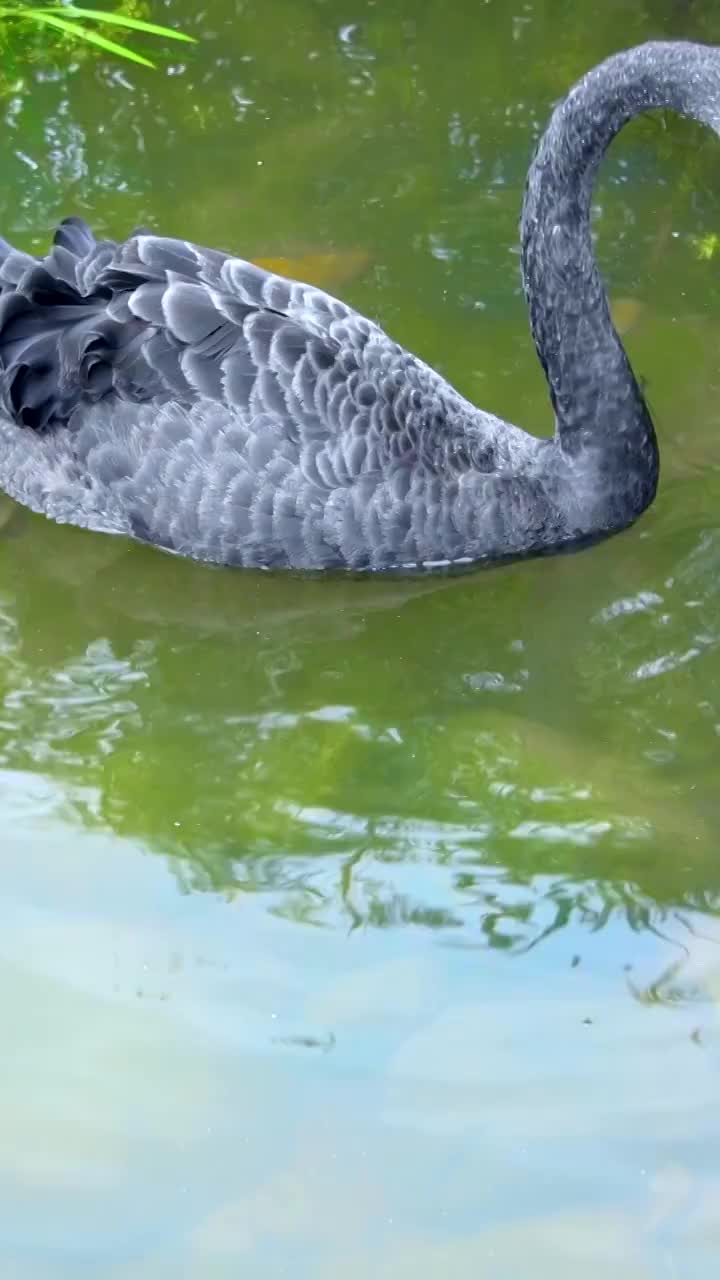 黑天鹅在绿色的湖水面游泳和觅食视频素材