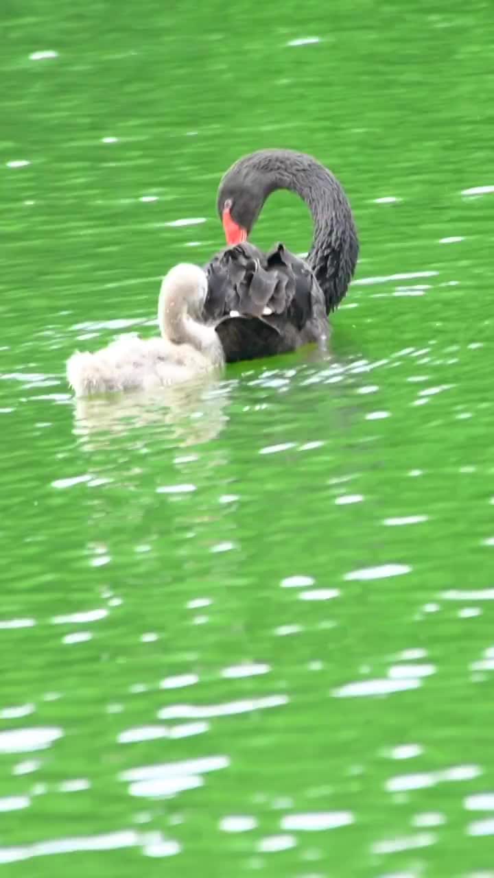 黑天鹅在绿色的湖水面游泳和觅食视频素材