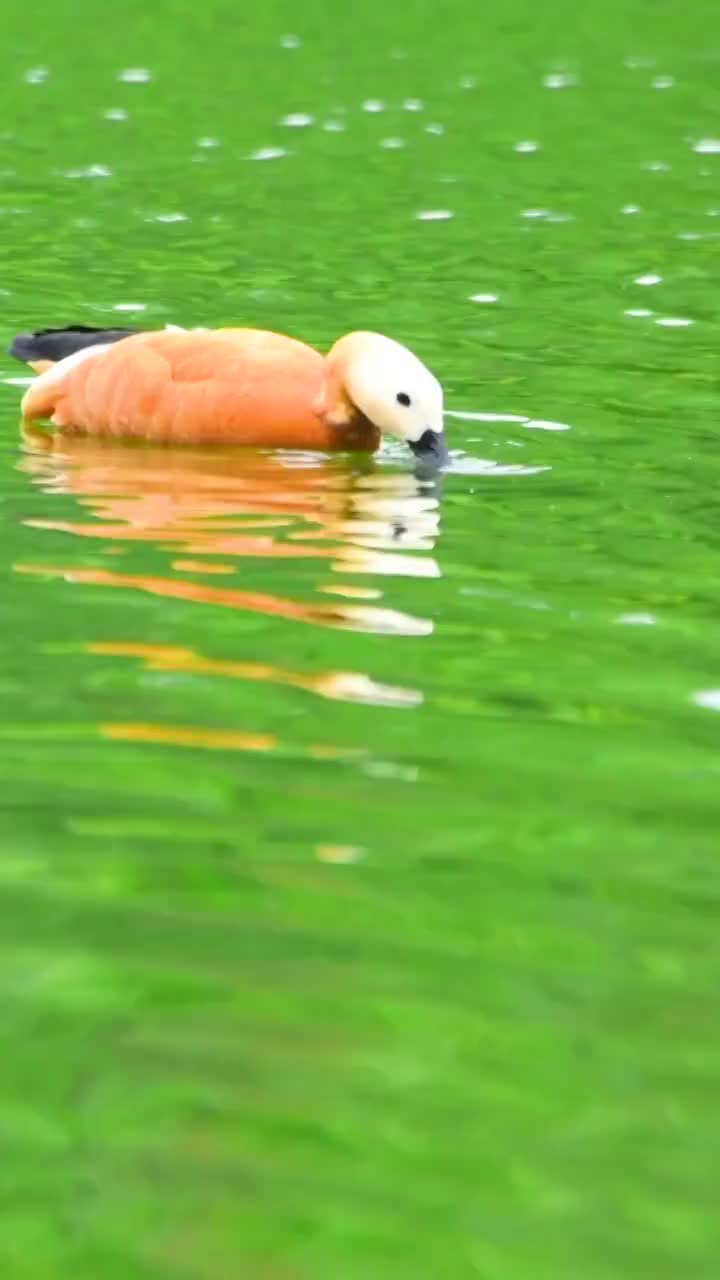 一只在水里游泳觅食的赤麻鸭视频素材