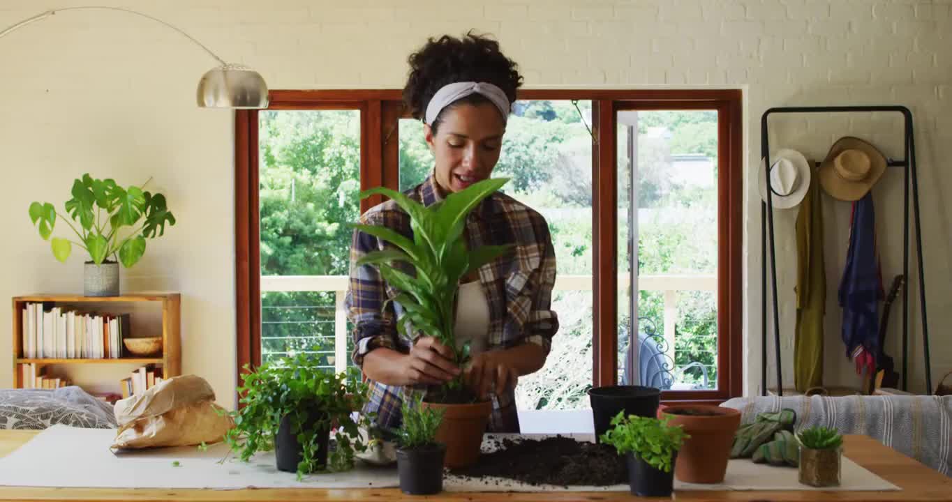 混血儿妇女在家里的花盆里移植植物视频素材