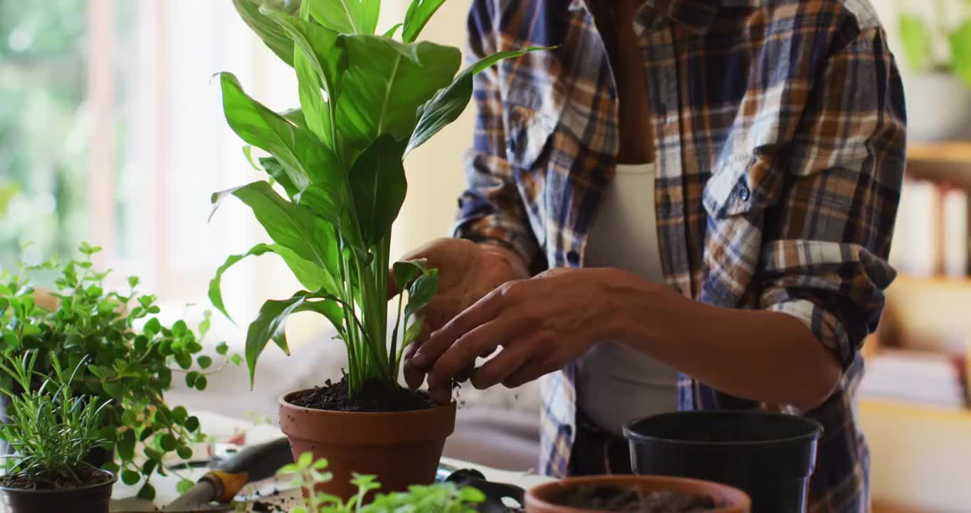 混血儿妇女在家里的花盆里移植植物视频素材