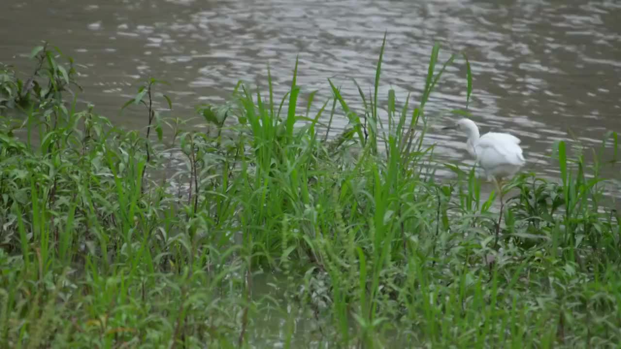 成都市望江楼公园白鹭白鹤在寻找食物视频素材