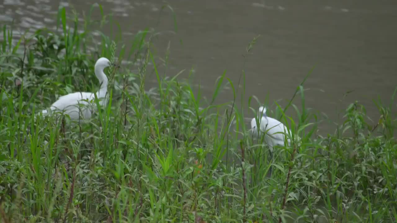 成都市望江楼公园白鹭白鹤在寻找食物视频素材