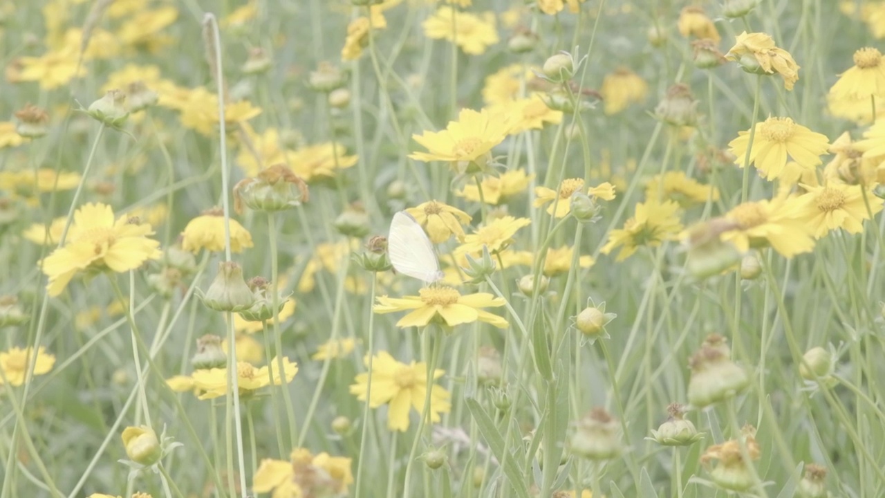 菊花与蝴蝶视频素材