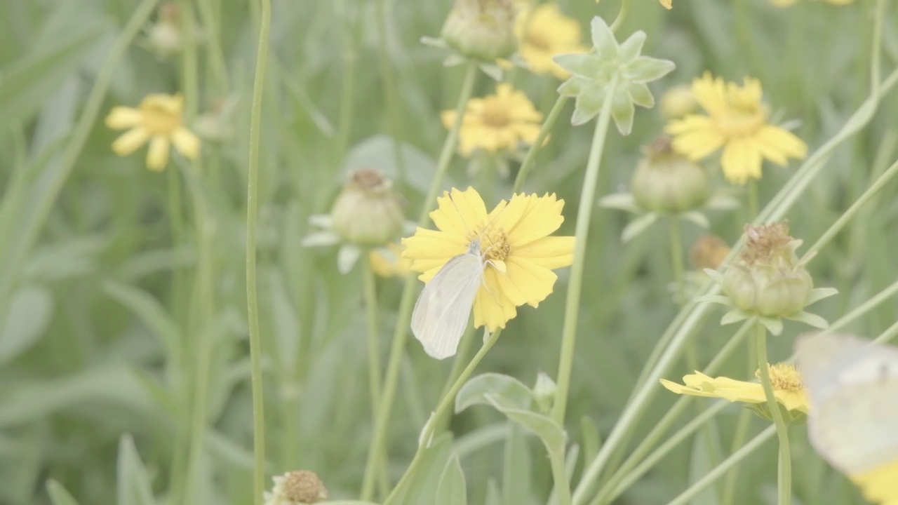 菊花与蝴蝶视频素材