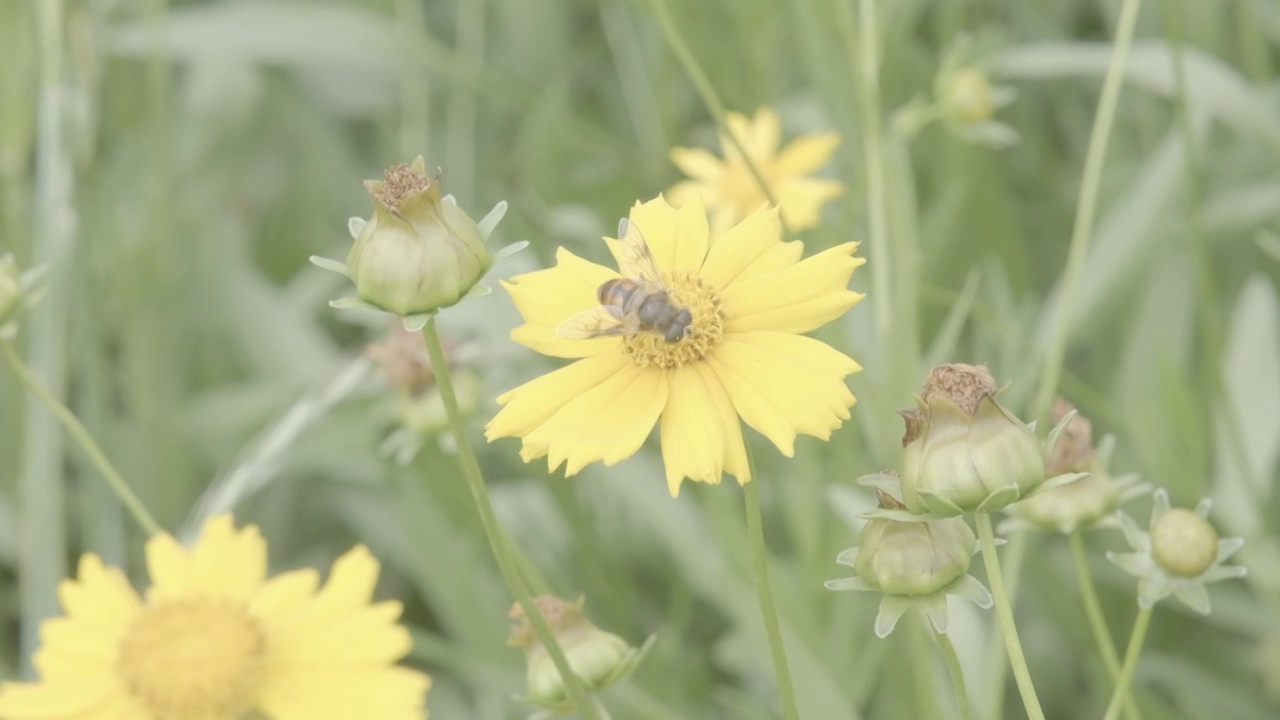 菊花与蜜蜂视频素材